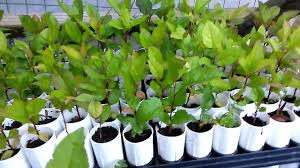 Level 27 farmers may plant an apple seed in a plant pot that has been filled with dirt from any empty gardening patch. Cone Tainer Apple Trees Seedlings Youtube