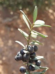 Image result for Euclea