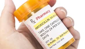 This schedule should be followed even if symptoms are no longer evident. Can I Give My Cat Amoxicillin Petcoach