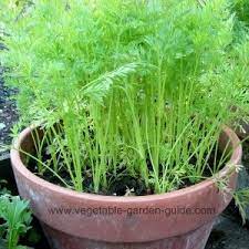 Growing Carrots In Plant Containers Makes For Easy Cultivation Growing Carrots Growing Vegetables Plants