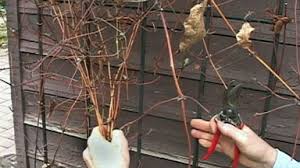 Maybe you would like to learn more about one of these? Clematis Pruning Secrets Garden Gate