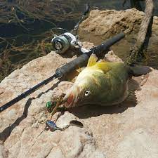 Freshwater Fishing Australia Home Facebook