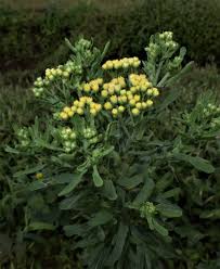 Image result for Eschenbachia stricta