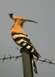 Bird Of The Month Bird Of The Month The Hoopoe Birds South African Birds Hoopoe Bird