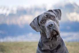 The cane corso is an italian breed with a lengthy history. Cane Corso Vielseitiger Kraftprotz Mit Familiensinn