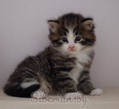 We are cat enthusiasts living in brantford ontario canada, our fondness for cats lured us into becoming breeders of this magnificent neva masquerade siberian cats. Kittens Of Cattery Siberian By