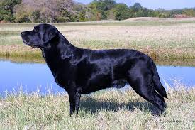 Many do not do the necessary hip, elbow and eye testing. Yellow Rose Labradors