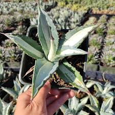 Image result for Agave americana