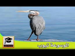 مالك الحزين لماذا سمي الطائر الحزين بهذا الإسم Youtube