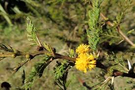 Image result for Acacia hockii