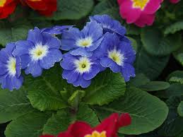 Check out amazing primel artwork on deviantart. Die Primel Der Bunte Fruhlingsbote Aus Fernost Garteln