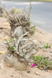 Image result for Pachypodium saundersii