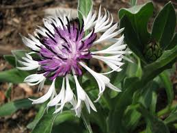 Image result for Centaurea praecox