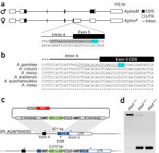 Crispr/cas9 gene drive (cgd) promises a highly adaptable approach for spreading genetically engineered alleles throughout a species, even if those alleles impair reproductive success. A Crispr Cas9 Gene Drive Targeting Doublesex Causes Complete Population Suppression In Caged Anopheles Gambiae Mosquitoes Nature Biotechnology