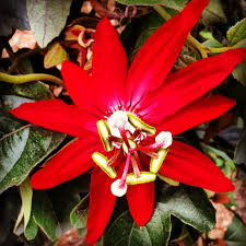 Image result for Passiflora vitifolia