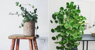 Provider of money plant decoration sort of design drawing house plants. 6 Types Of Money Plants That Bring Wealth In Home Balcony Garden Web
