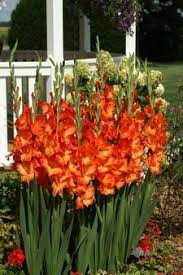 Sun Kissed Orange Glad Bulbs Nagel S Wholesale Gladiolas Order Gladiolus Bulbs Online Wholesale Gladiolus Bulbs Gladiolus Garden Bulbs