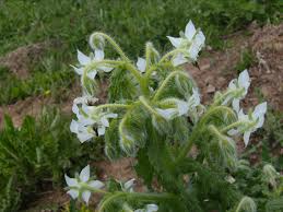 Image result for Borago officinalis