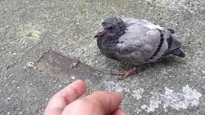 Baby Pigeon Fallen From It S Nest Youtube