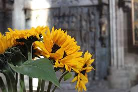 Daisies, alstroemeria, lilies and chrysanthemum poms are commonly used for floral arrangements. Sunflower Bouquet Yellow Flowers Vase Decoration Background Floral Greeting Still Life Church Pxfuel