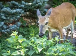 There are a number of recipes for stinky concoctions to spray or paint plants with that keep deer away. Deer Repellents How To Keep Deer Out Of The Garden