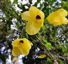 Image result for Bauhinia tomentosa