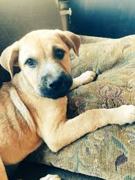 The mission of underdog pet rescue of wisconsin is to find permanent homes for animals in need and to strengthen the bond between animals and people through community outreach. Underdog Pet Rescue On Twitter Adoptable Puppy Gator Is Amazingly Adorable Adoptablepuppy