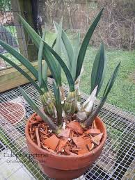 Image result for Eulophia petersii