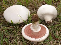 There are countless varieties, some commonly found at groceries and some that can only be found through foraging in the woods. 11 Edible Mushrooms In The Us And How To Tell They Re Not Toxic