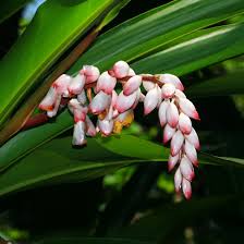 Share in a cooler climate alpinia zerumbet is one of the best tropical plants going. Alpinia Zerumbet Shell Ginger Shellplant Shellflower Pink Porcelain Lily Light Galangal Hawaiian Plants And Tropical Flowers