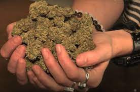 How much are 30 gram in slugs? This Is 30 Grams Of Marijuana And How Much Weed Canadians Can Carry On Domestic Flights