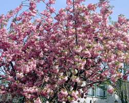 Image result for Prunus serrulata