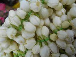 We did not find results for: Indian Jasmine Flower Jasminum Sambac à¤šà¤® à¤² à¤• à¤« à¤² In Thiyagi Kumaran Street Coimbatore Nura Exports Id 4363775512