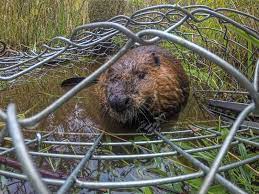 Such solutions are thiram, which you will need to apply the repellant directly to the leaves and shrubs that the beaver has been using as a food source. Scientists Are Relocating Nuisance Beavers To Help Salmon Science Smithsonian Magazine