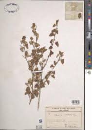Image result for Pavonia leptocalyx