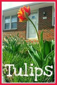 Pin On Gardening