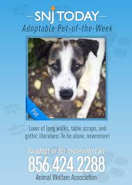 Poe Is Snj S Adoptable Pet He S A Two Year Old Great Pyrenees Shepherd Mix Who Loves To Curl Up On The Couc Animal Welfare No Kill Animal Shelter Cat Adoption