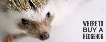 This active, nocturnal creature needs plenty of space to play and stay mentally stimulated. Where To Buy A Hedgehog Hedgehog Care 101