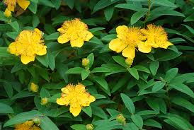 Image result for Hypericum