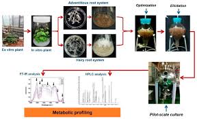 Check spelling or type a new query. Ijms Free Full Text Methyl Jasmonate Induced Oxidative Stress And Accumulation Of Secondary Metabolites In Plant Cell And Organ Cultures