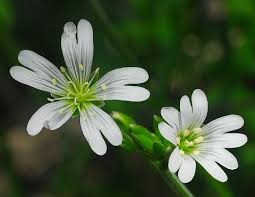 Image result for Cerastium indicum
