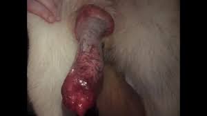 Sauter à la navigation sauter à la recherche. German Shepherd Cumming On Camera Zoo Tube 1