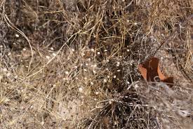 Image result for Syngonanthus wahlbergii