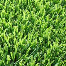 This makes it a popular choice for many homeowners. Empire Zoysia Brisbane S Turf Specialists Turfman Brisbane