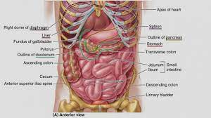 The organs that take in food and turn it into products that the body can use to stay healthy. Major Organs In The Abdominal Cavity Elegant Of Human Abdominal Cavity Anatomy Internal Organs A Human Body Organs Anatomy Human Body Diagram Human Body Organs