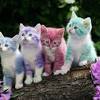 Kucing merupakan salah satu hewan peliharaan terpopler di dunia. Https Encrypted Tbn0 Gstatic Com Images Q Tbn And9gctcqcxj9e8jbfjk9clucukady1ysjroduyyhcndcd6gu4 H5mjd Usqp Cau