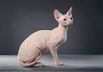 Are Sphynx Hypoallergenic? - Beeblebrox Sphynx
