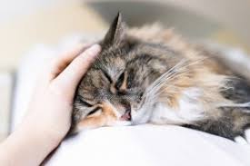 My cat has very watery eyes and keeps sneezing. Why Is My Cat Sneezing Bluepearl Pet Hospital