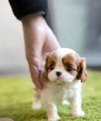 Mini Cavalier King Charles Spaniel Google Suche Cavalier Charles Google Go Cavalier King Charles Dog King Charles Dog King Charles Cavalier Spaniel Puppy