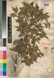 Image result for Cryptocarya woodii